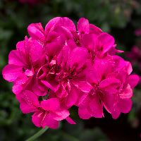Ivy League™ Deep Pink Ivy Geranium | Natorp's Online Plant Store